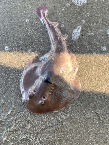 Tasmanian numbfish (Narcine tasmaniensis) — Narcinidae
