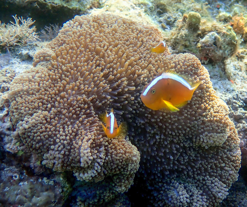 Eastern Skunk Anemonefish