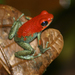 Granular Poison Frog - Photo (c) Brian Gratwicke, some rights reserved (CC BY-NC)
