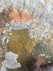 Polycauliona bolacina