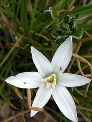 Ornithogalum umbellatum