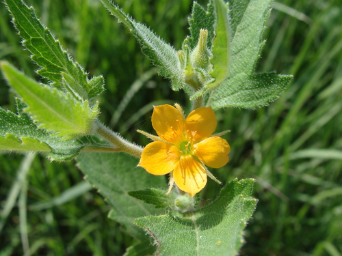 Image of Mentzelia asperula by (c) Alexis López Hernández, some rights reserved (CC BY)