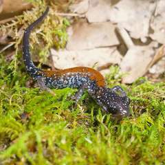 Plethodon yonahlossee