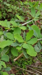 Berberis asiatica