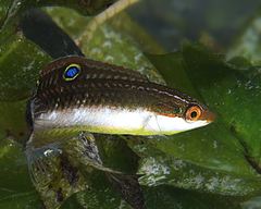 Halichoeres brownfieldi