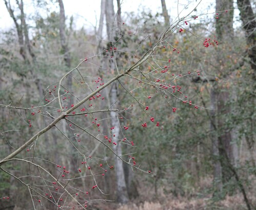 Image of Ilex amelanchier by (c) Ashwin Srinivasan, some rights reserved (CC BY)