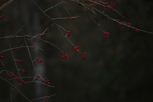 Ilex amelanchier, photograph 3