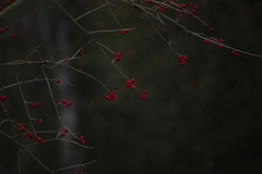 Ilex amelanchier, photograph (c) Ashwin Srinivasan, some rights reserved (CC BY)