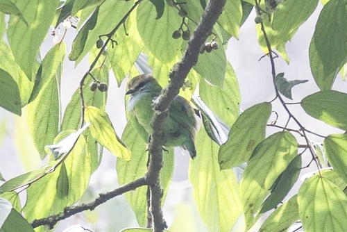 Grauer's Broadbill (Pseudocalyptomena graueri), photo 3