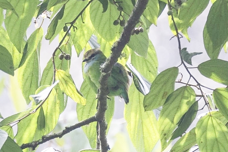 Grauer's Broadbill (Pseudocalyptomena graueri), photo 1