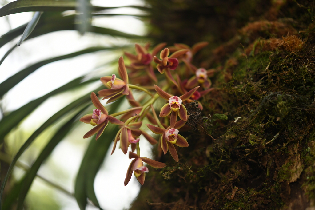 Cymbidium floribundum (Cymbidium floribundum)