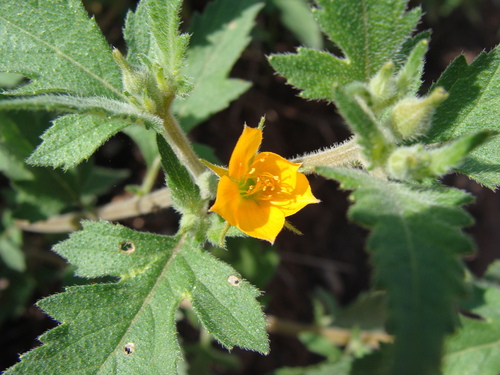 Image of Mentzelia asperula by (c) Alexis López Hernández, some rights reserved (CC BY)