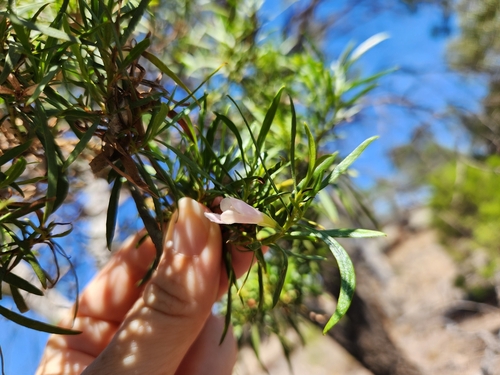Image of Eremophila mitchellii by (c) Shelomi Doyle, some rights reserved (CC BY)