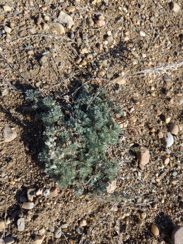 fringed sagebrush