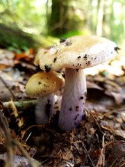 Cortinarius collinitus