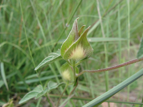 Image of Ipomoea pubescens by (c) Alexis López Hernández, some rights reserved (CC BY)