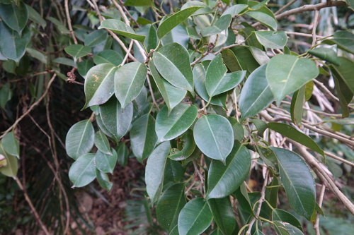 Foto de Figueira-benjamim