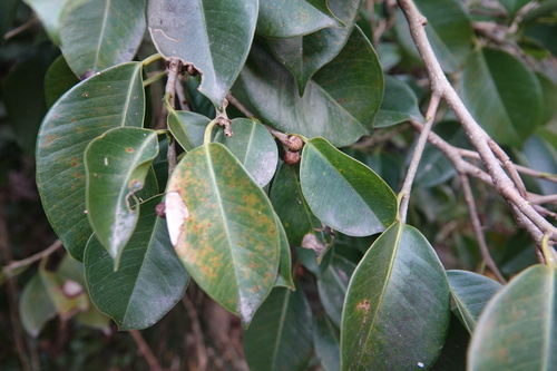 Foto de Figueira-benjamim