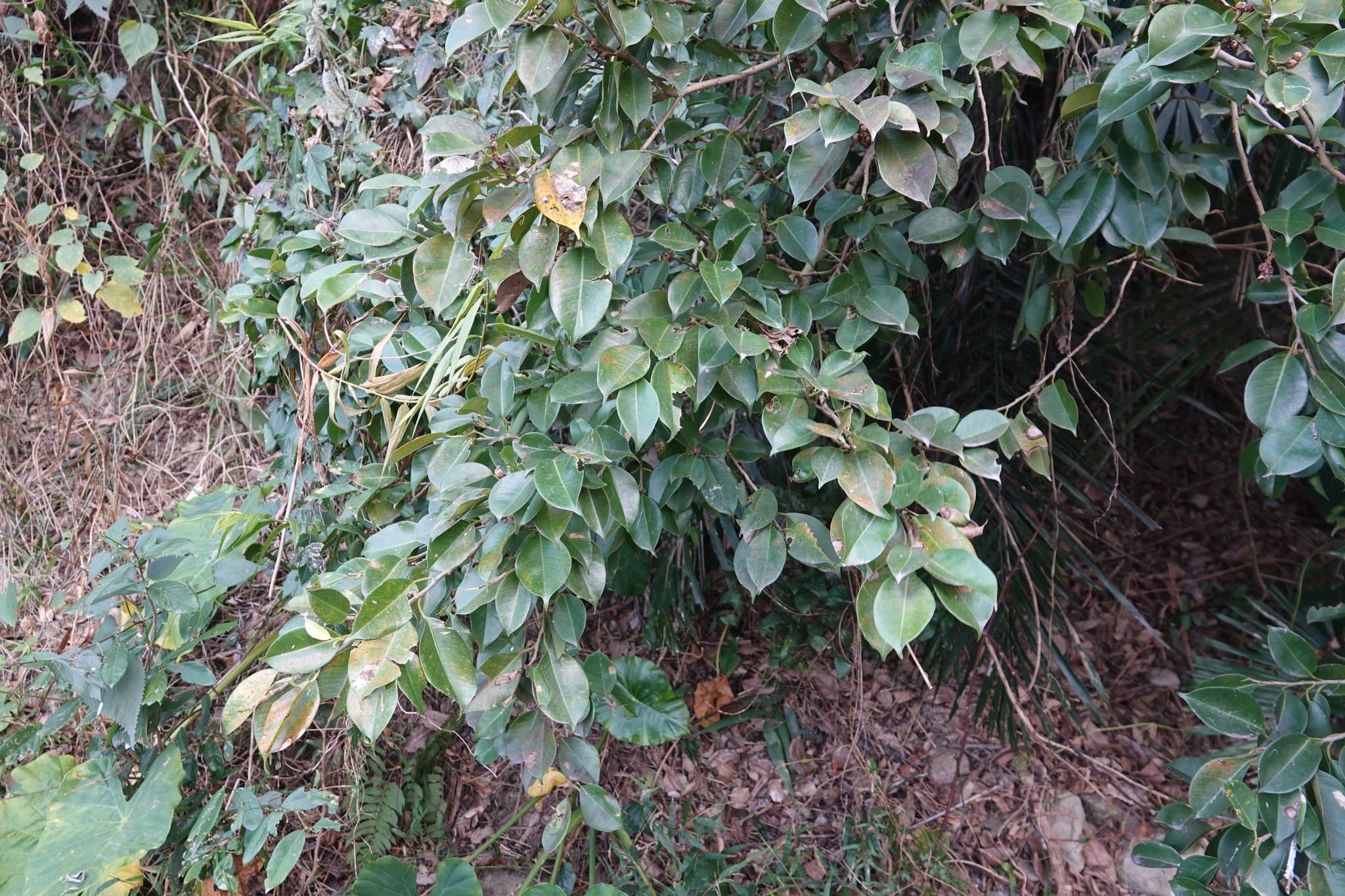 Imagem de Figueira-benjamim