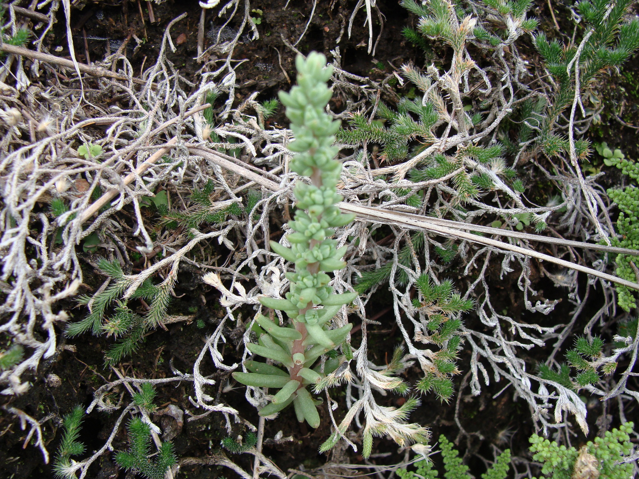 Villadia parviflora
