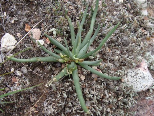 Phemeranthus napiformis, photograph 5