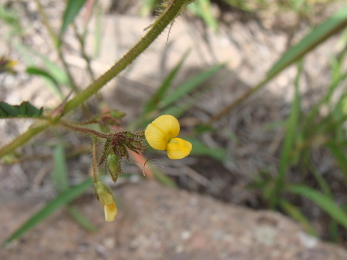 Image of Aeschynomene villosa by (c) Alexis López Hernández, some rights reserved (CC BY)