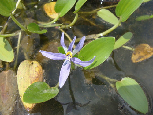 Image of Heteranthera rotundifolia by (c) Alexis López Hernández, some rights reserved (CC BY)