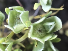 Psilocarphus chilensis