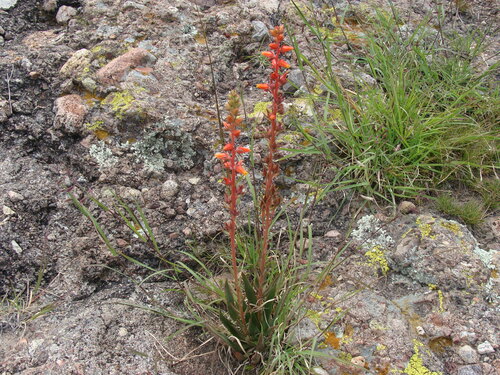 Image of Echeveria mucronata by (c) Alexis López Hernández, some rights reserved (CC BY)