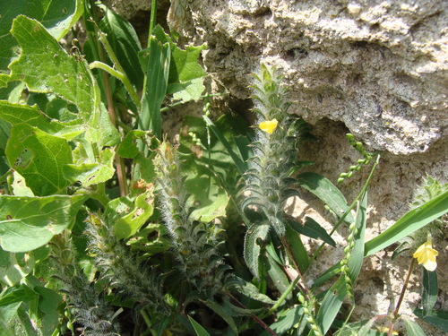 Image of Tetramerium nervosum by (c) Alexis López Hernández, some rights reserved (CC BY)