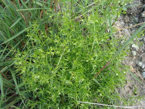 marsh sandwort (Arenaria paludicola)