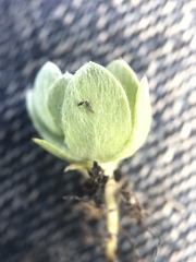 Psilocarphus chilensis