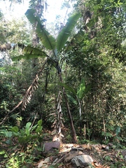 Musa yunnanensis