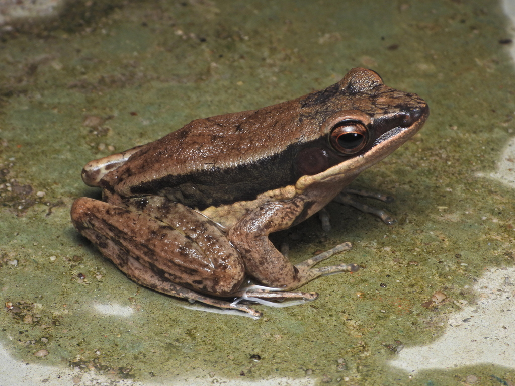 Malayan Stream Frog
