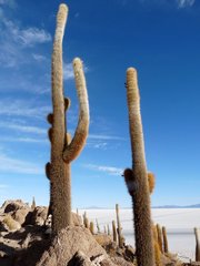 Trichocereus atacamensis