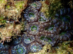 Micromussa lordhowensis image