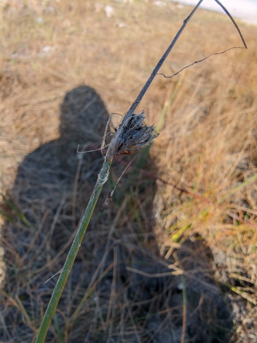 three-square bulrush
