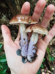 Cortinarius collinitus