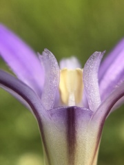 Brodiaea jolonensis