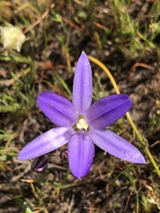 Brodiaea jolonensis