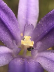 Brodiaea jolonensis