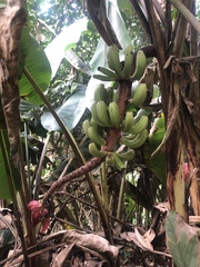 Musa rubinea