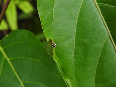 Cryptocephalus luteosignatus