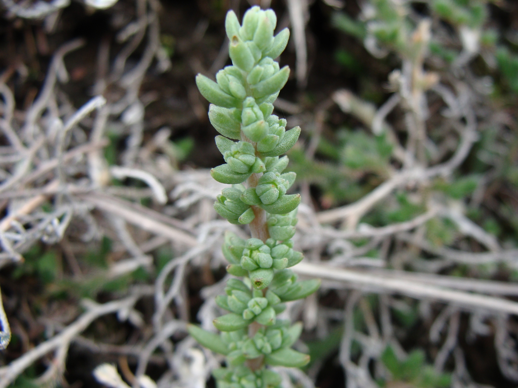 Villadia parviflora 2
