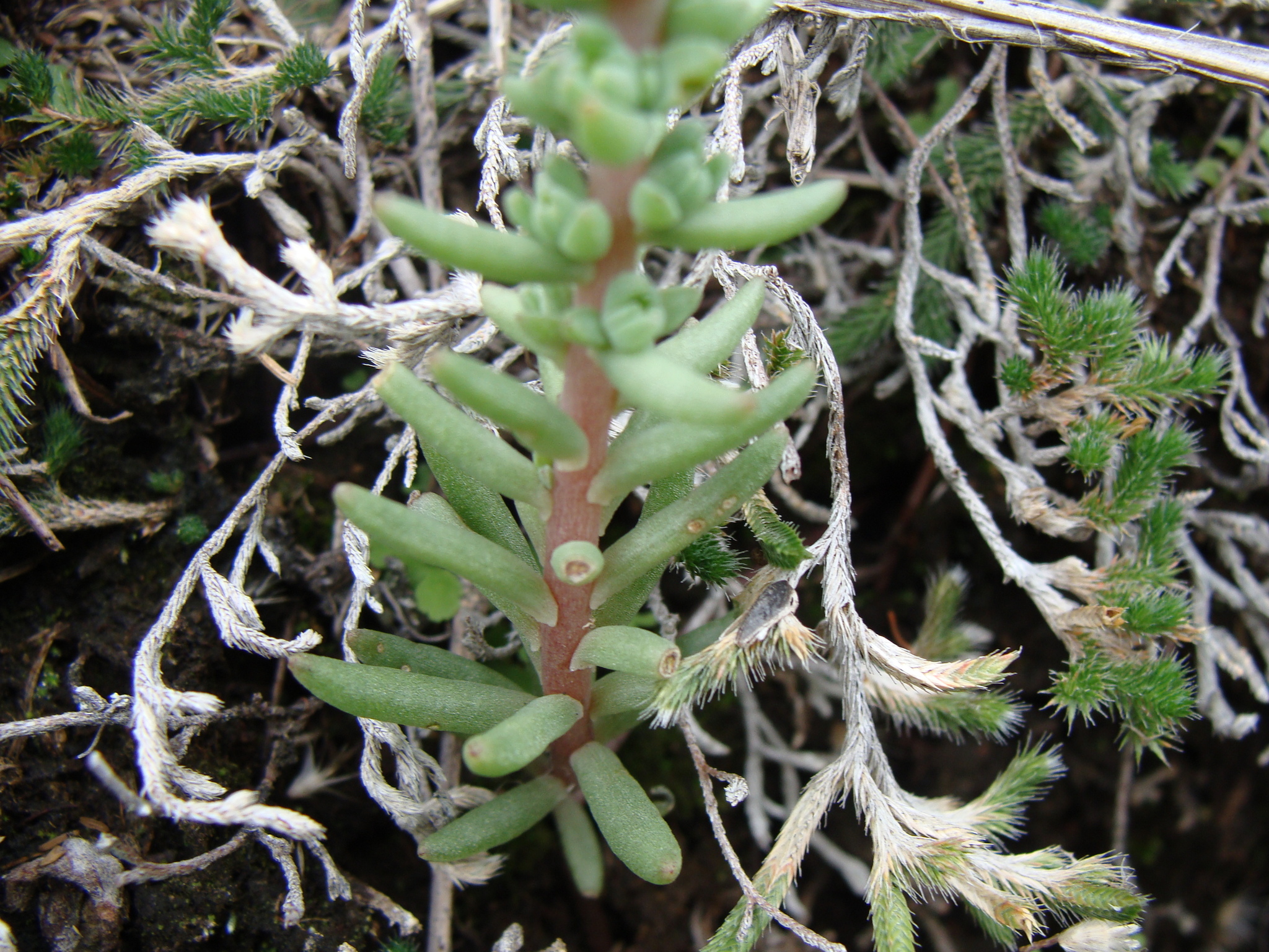 Villadia parviflora 3