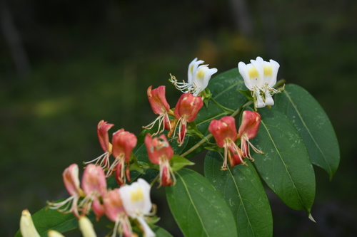 Lonicera calcarata