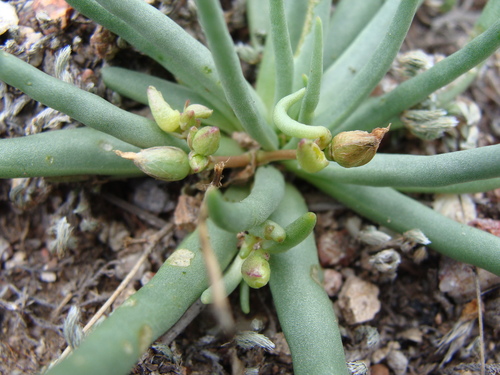 Phemeranthus napiformis, photograph 6