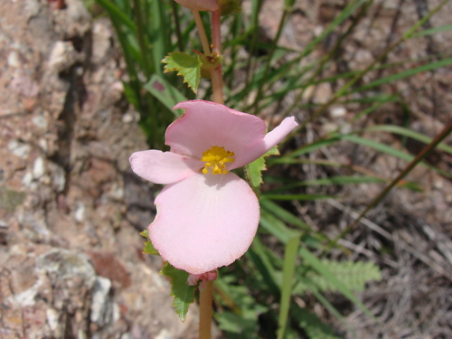 Image of Begonia gracilis by (c) Alexis López Hernández, some rights reserved (CC BY)