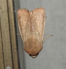 Leucania abdominalis