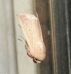 Leucania abdominalis